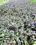 Amazon / Hirts: Perennials: Bronze Beauty Ajuga 4 Plants - Carpet Bugle -Very Hardy