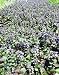 Bronze Beauty Ajuga 4 Plants - Carpet Bugle - Very Hardy