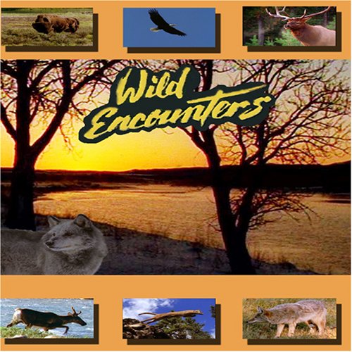Wild Encounters - Fish Raptors: Bald Eagles and Osprey