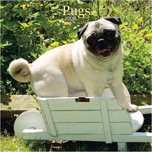 2008 Pugs Wall Calendar