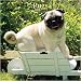   - 2008 Pugs Wall Calendar
