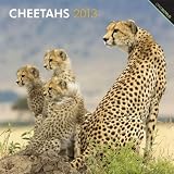 Cheetahs 2013 Square 12x12 Wall