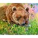 The Bear & the Dragon Fly 200pc Childrens Jigsaw Puzzle by Valeria Yost