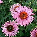 エキナセア（バレンギク）：ルビージャイアント3.5号ポット2株セット