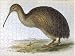 Jigsaw of BIRDS/KIWI (GOULD) from Mary Evans