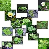 （浮草）おまかせ浮き草