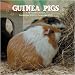 2009 Animal Calendars: Guinea Pigs 2009 Calendar - 2009 Calendar - 30 x 30 cm