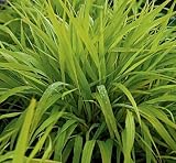 Amazon / Hirts: Perennial: All Gold Japanese Forest Grass -Hakonechloa-Shade Lover