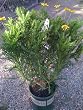 Euryops Daisy One Gallon Plant