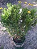 Euryops Daisy One Gallon Plant