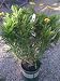 Euryops Daisy One Gallon Plant