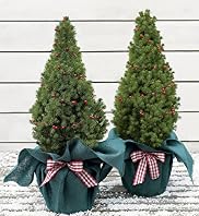 Pair of Outdoor Christmas Trees