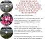 The Guerilla Marketing, Building Effective Lead Capture Web Pages, Sales Letters for Cuff Links Businesses