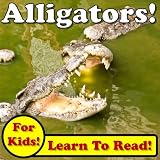 Alligators! Learn About Alligators While Learning To Read - Alligator Photos And Facts Make It Easy! (Over 45+ Photos of Alligators)