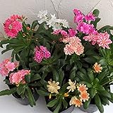 レウイシア：エリーゼ（花色見計らい）3号ポット 3株セット