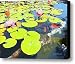 Water Lilies and Koi Canvas Print / Canvas Art - Artist Russ Harris