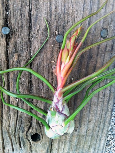 Image #1 of Airplant Tillandsia Bulbosa