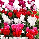 国華園　花苗 ガーデンシクラメンミックス 6株