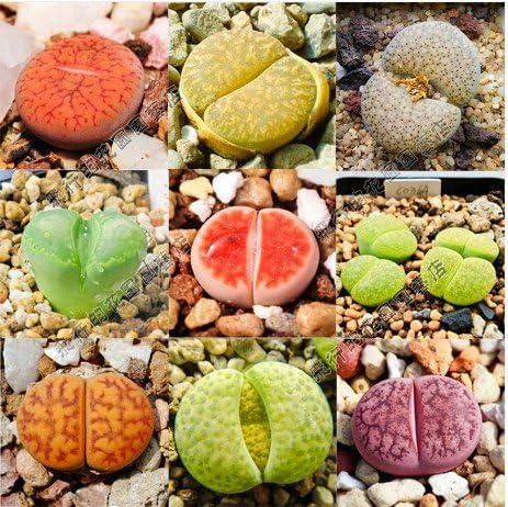 Lithops Pseudotruncatella Succulents Raw Stone Flower Seeds Stems Tetragonia Potted Flowers Pitt Aura 200 Mixed