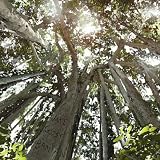 Looking Up