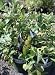 Variegated Pink Eureka Lemon Tree Five Gallon