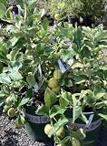 Variegated Pink Eureka Lemon Tree Five Gallon