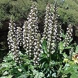 アカンサス：モーリス3.5号ポット 3株セット[大型のハアザミ 花壇に最適]