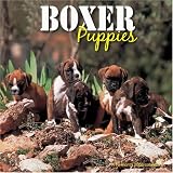 Boxer Puppies 2008 Wall Calendar
