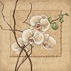 Dimensions Needlecrafts Counted Cross Stitch, Oriental Orchids