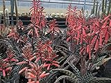 タイガーアロエ Aloe Variegata アロエ・チヨダニシキ Kanniedood Aloe 種子