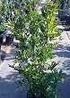 Red Silk Pomegranate Tree Five Gallon