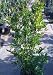 Red Silk Pomegranate Tree Five Gallon
