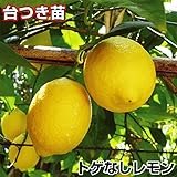 国華園　果樹苗　カンキツ　トゲなしレモン　台つき　1株