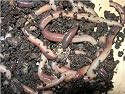 EARTHWORMS - 50