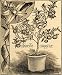 1892 Print Otaheite Orange Tree Citrus Fruit Flower - Original Halftone Print
