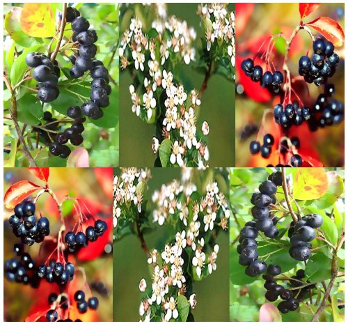 20 BLACK CHOKEBERRY - Aronia melanocarpa Seeds - ORANGE CRIMSON LEAVES - HIGH VITAMIN C - Zones 3 - 8 20 BLACK CHOKEBERRY - Aronia melanocarpa Seeds - ORANGE CRIMSON LEAVES - HIGH VITAMIN C - Zones 3 - 8