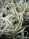 Striped Giant Reed Ornamental Grass 2 Plants - Over 15'