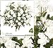 Four 17" Artificial Small Open Rose Silk Flower Bushes _ Cream White