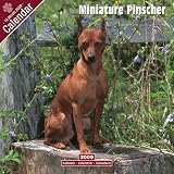 Eigenschaften Avonside Publishing Ltd.  / Kalender 2009 Miniature Pinscher - Zwergpinscher