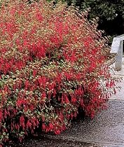 Hardy Magellanica Fuchsia - 10 Seeds
