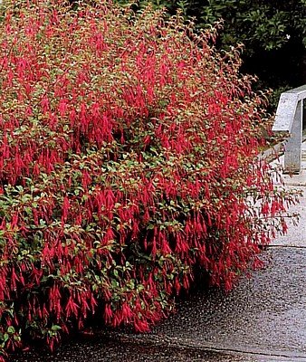 Hardy Magellanica Fuchsia - 10 Seeds