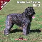 2009 Bouvier des Flandres (Euro) Wall Calendar