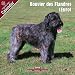 2009 Bouvier des Flandres (Euro) Wall Calendar
