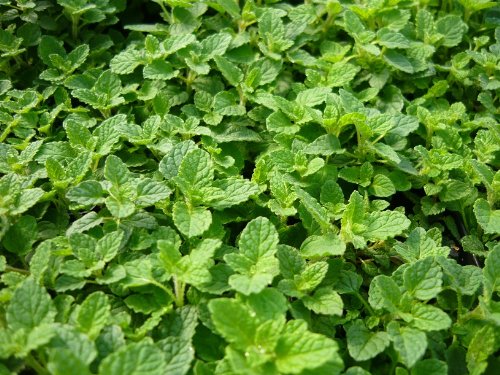 Strawberry Mint Live Plant (mentha spicata 'strawberry') Strawberry Mint Live Plant (mentha spicata 'strawberry')
