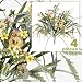 FOUR 17" Pansy Astilbe Mixed Artificial Flower Grass Arrangement _Peach Yellow