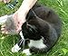 Mainancy Pet Grooming Tool for Cats & Dogs - A Deshedding Brush which Reduces Shedding for Short & Long Hair of Pets. Professional Shedding Tool. Veterinary Approved Deshedding Comb from