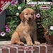 2009 Golden Retriever Puppies Wall Calendar