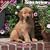 2009 Golden Retriever Puppies Wall Calendar