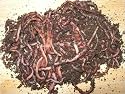 COMPOSTING WORMS - SMALL PACK 250G