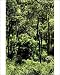 Photographic Prints of JPF-14194 Eucalypts and Cabbage Tree Palm Royal National Park from Ardea Wildlife Pets